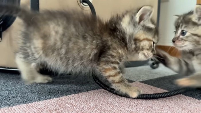 子猫のパンチ2