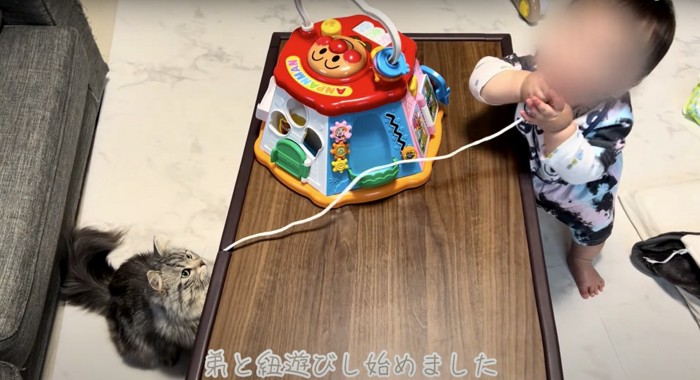 猫と赤ちゃんが机を隔てて座っている