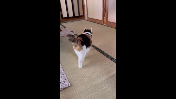 後ろ姿(右足が後ろ)