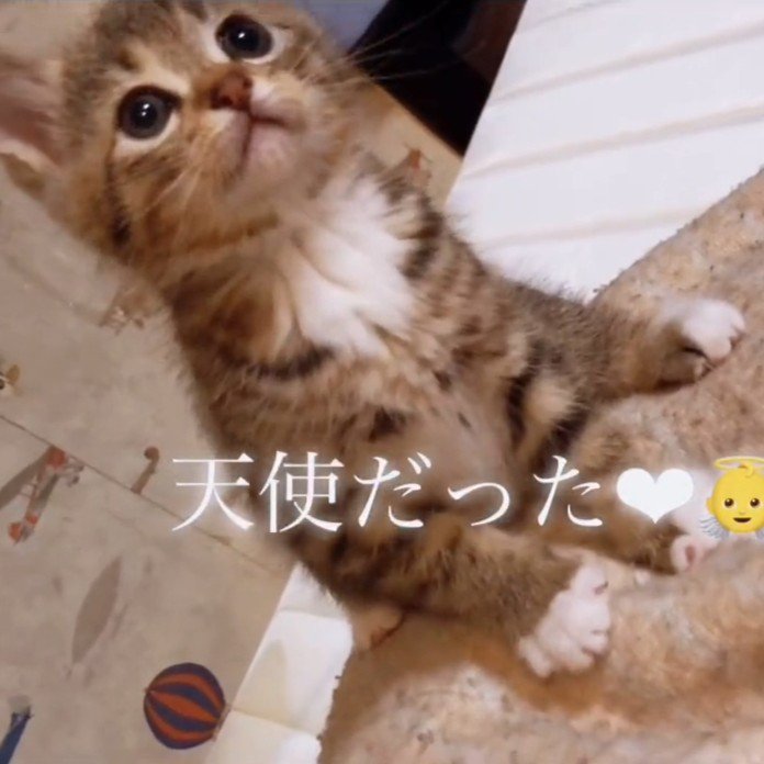座る子猫