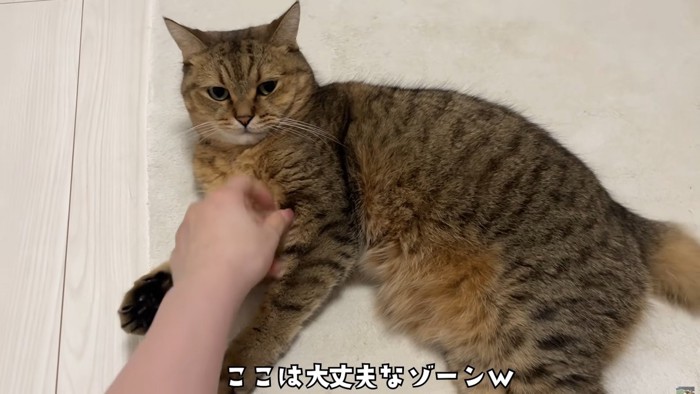 胸元を触られるミヌエット