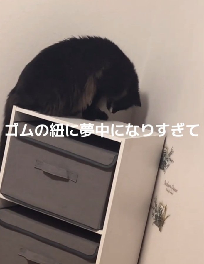 下を見るジジちゃん