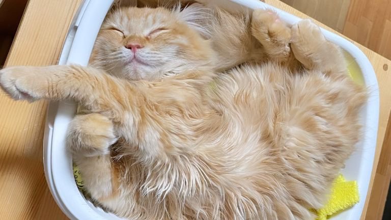 眠っている子猫