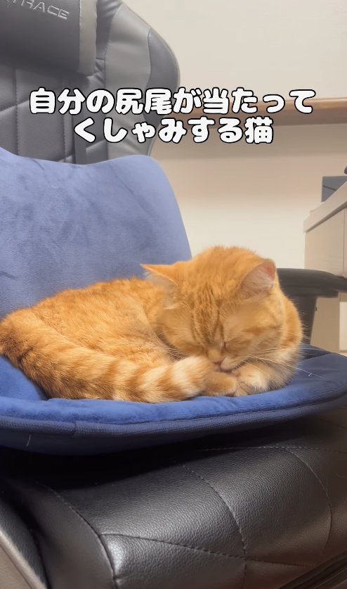 椅子の上で目を閉じて前足を舐める猫