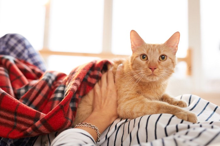 飼い主のうえに乗る猫