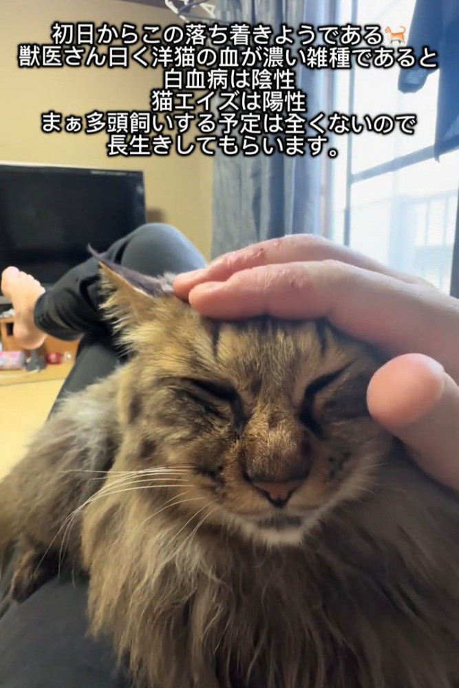 人のお腹の上で寝る猫