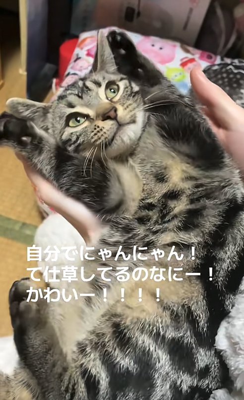 両前足を顔の横に上げながら飼い主を見つめる猫（口閉じている）