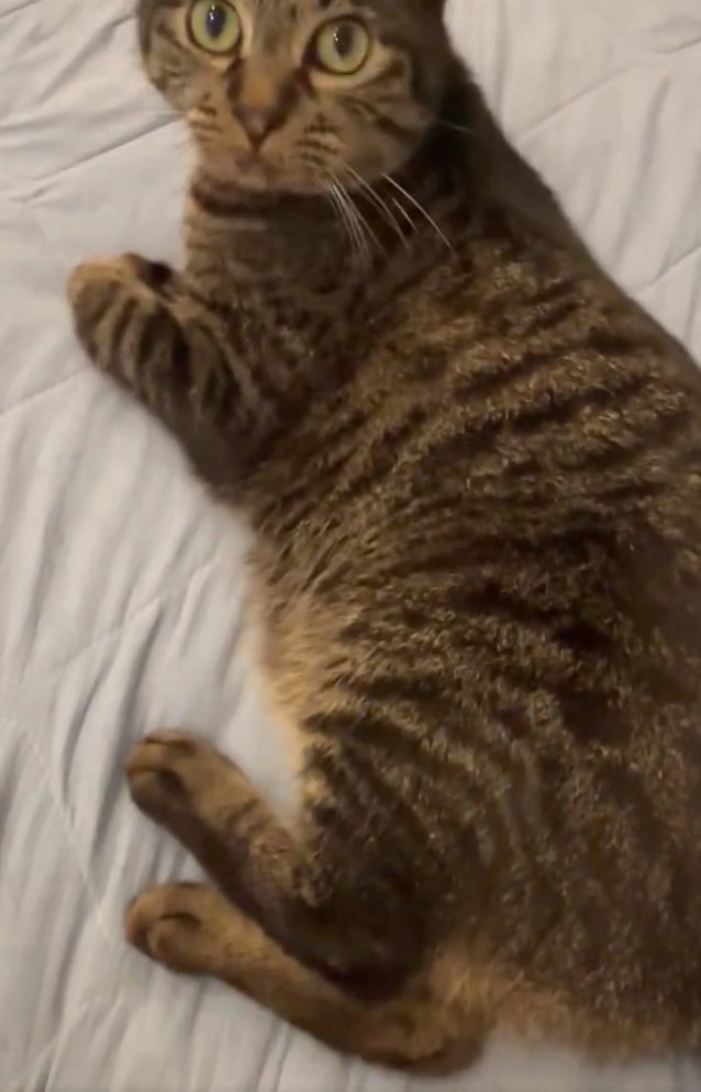 圧をかけるいろはちゃん