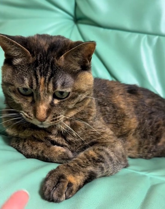 くつろぐあめちゃん