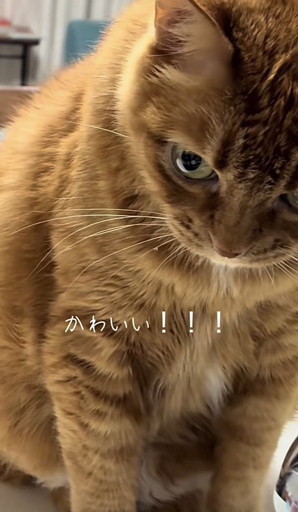 「かわいい！！！」のテロップ写真