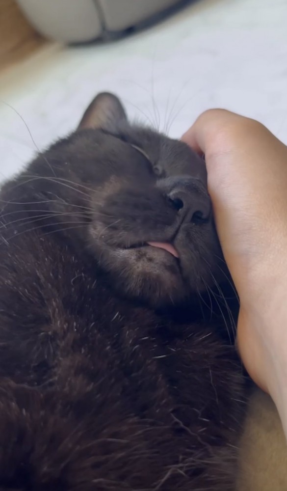 顔を撫でられて眠る猫の写真2