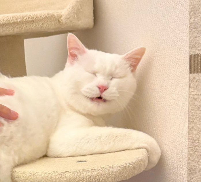 おしりを向ける猫