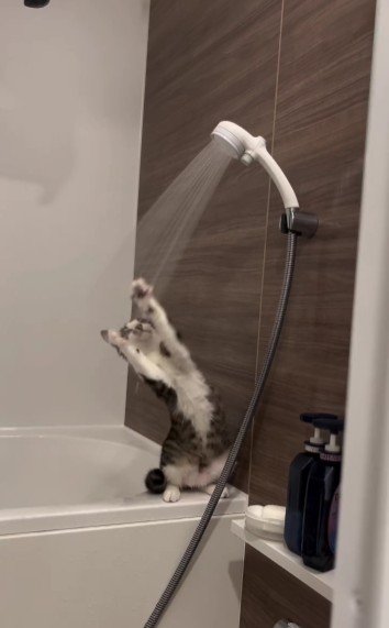 シャワーで遊んでいる猫