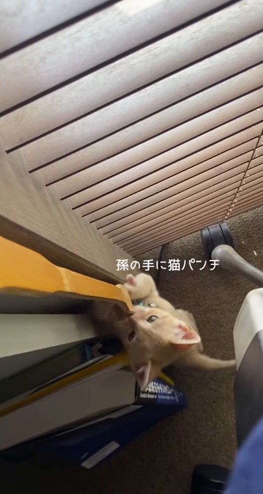 孫の手を見て狙いを定める子猫