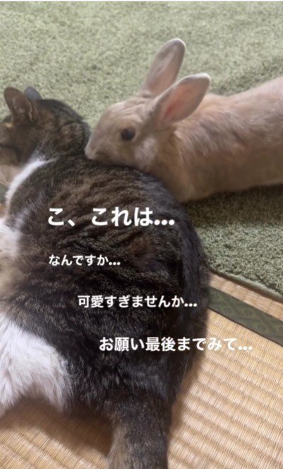 猫の匂いを嗅ぐうさぎ