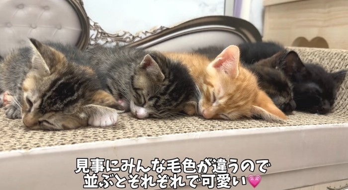 並んで寝る4匹の猫