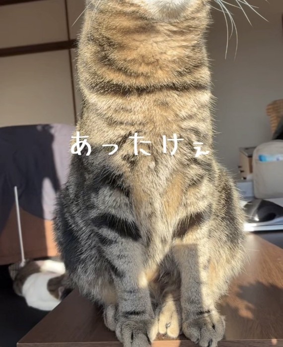 日向ぼっこをするキジトラ猫