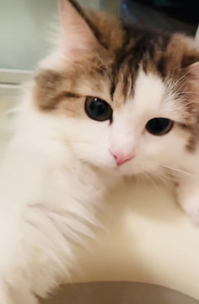 入浴中の飼い主さんのほうに手を伸ばすミヌエット