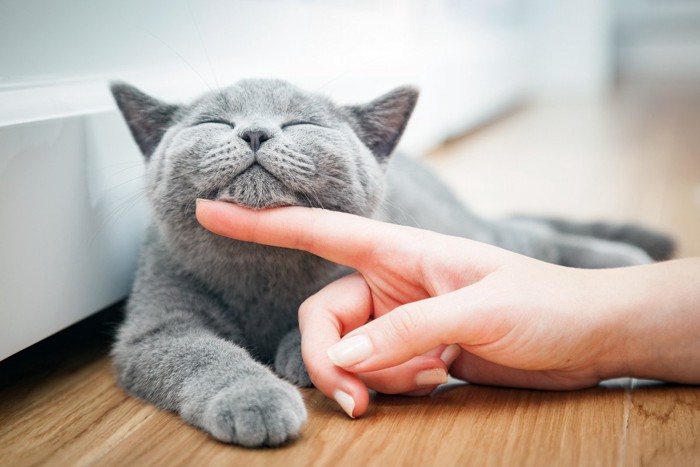 喉を撫でられて目を細める猫