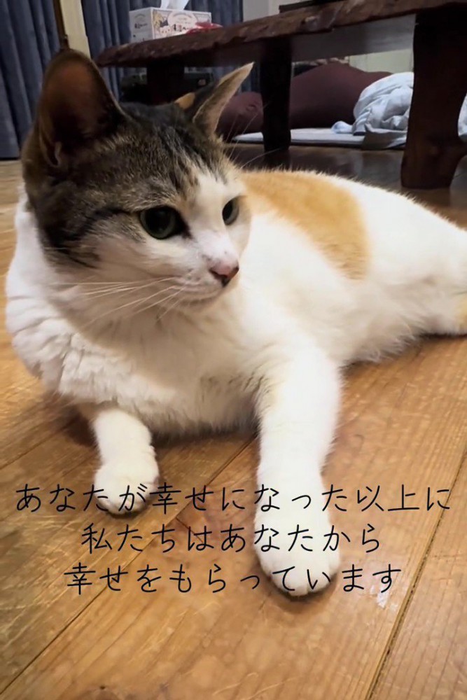 横を向く猫