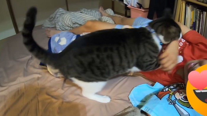 飛び掛かる猫