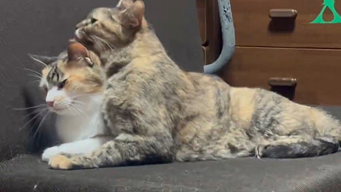 三毛猫を舐めるサビ猫