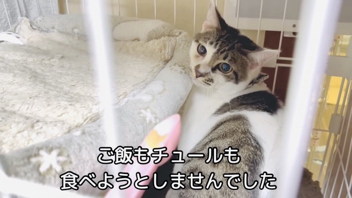 ケージの中、父ちゃんがくれるおやつを食べようとしない猫