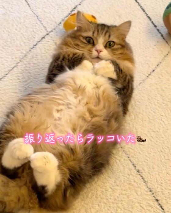 直視する猫