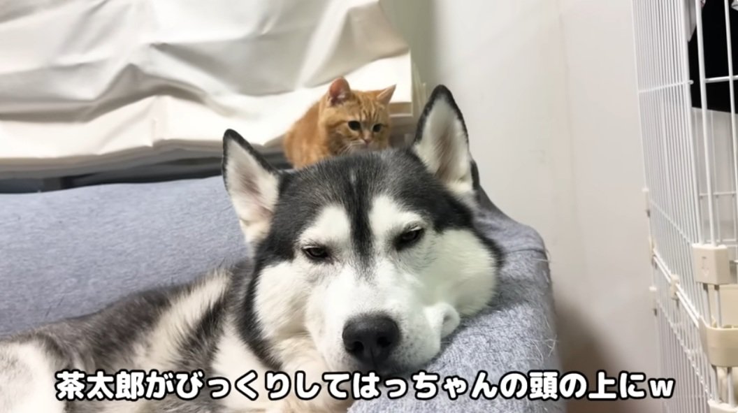 ハスキーの頭の上にいる子猫