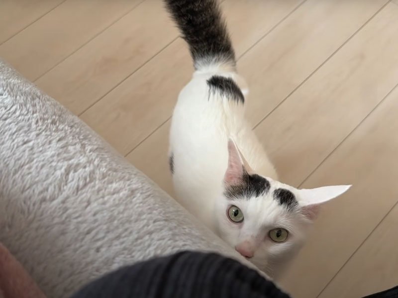 ベッドのわきに居る猫