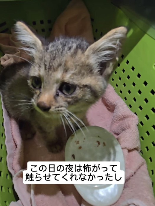 キャリーの中にいる子猫