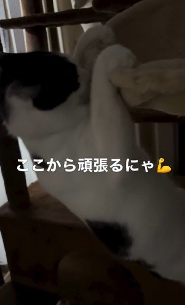 ハンモックに掴まっている猫