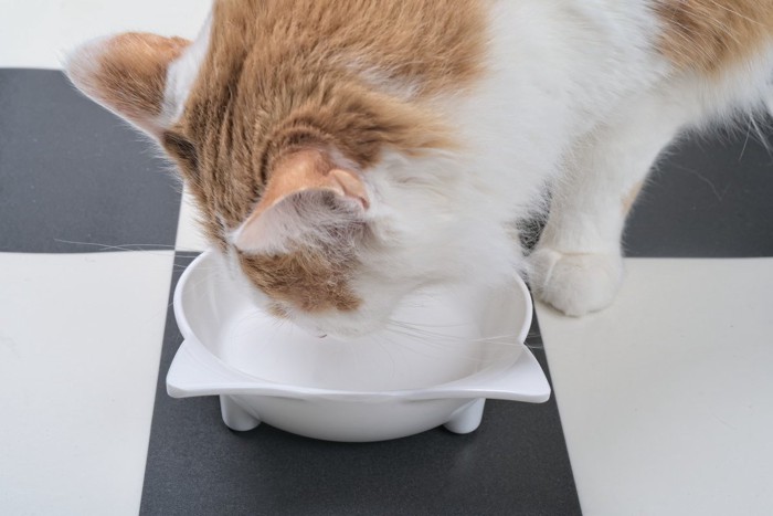 食事中の猫の後頭部