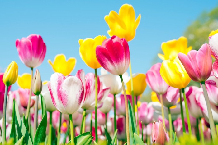 カラフルなチューリップ