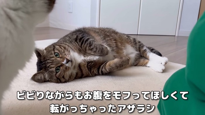 お腹を撫でてほしいほたて。睨むナラ姫