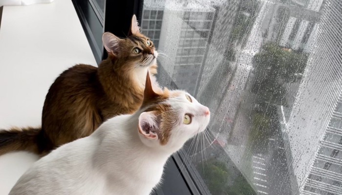 窓の外を眺める2匹の猫