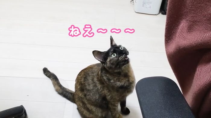 話しかけるももちゃん