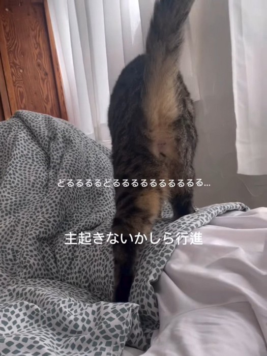 人のお腹の上を歩く猫