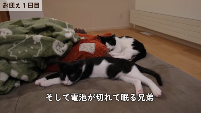 寝ている2匹の子猫