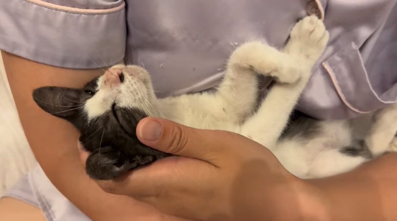 腕の中で眠る子猫