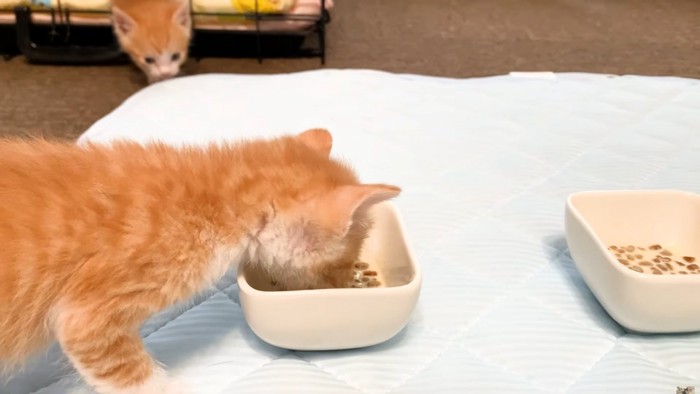 初めて離乳食を食べる茶トラ白