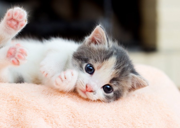 カメラを見る赤ちゃん猫