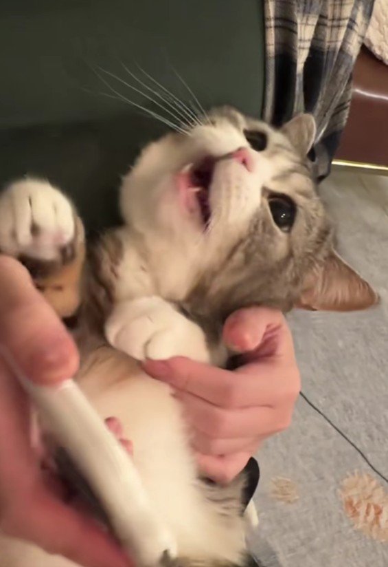 爪を切られる猫