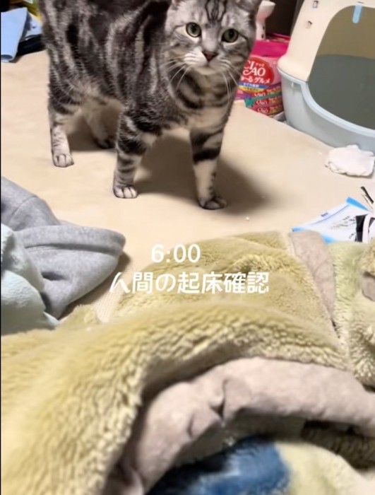起こしにくる猫