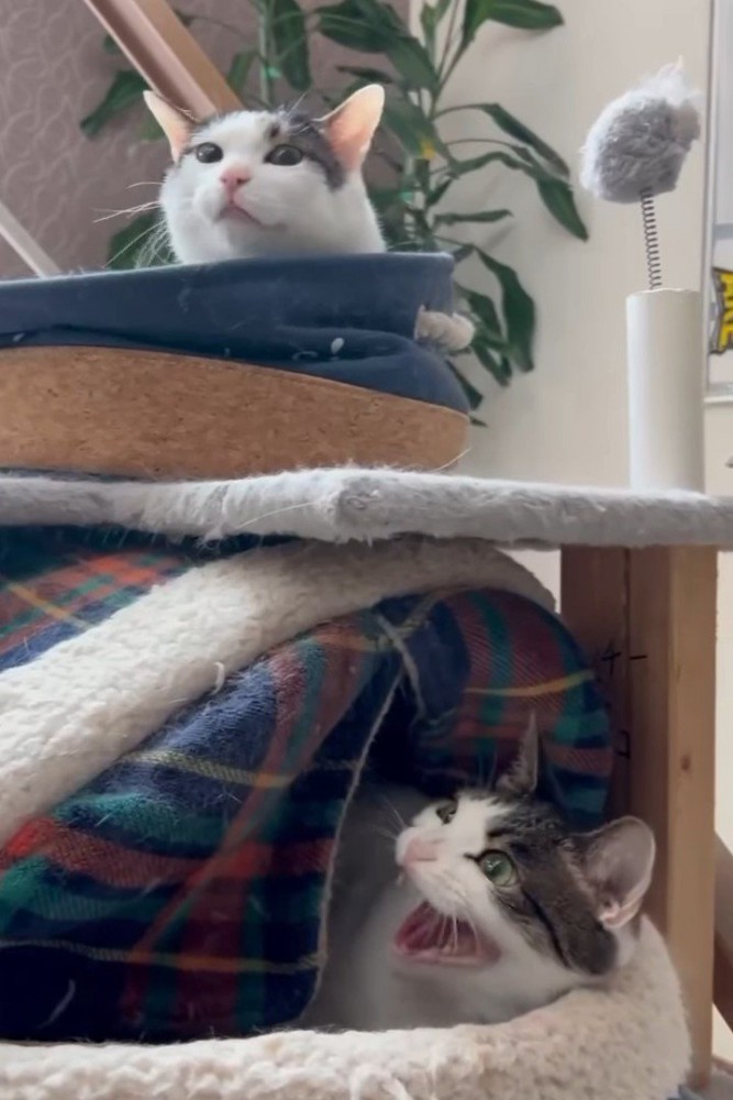 上を見て威嚇する猫