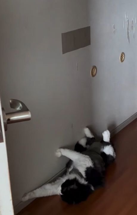 廊下で仰向けになり前足をなめる猫