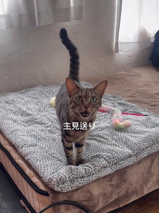 ベッドに立っている猫