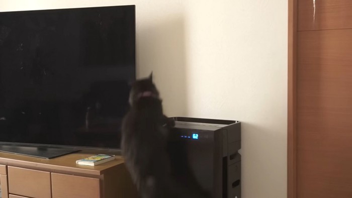 空気清浄機から滑り落ちる黒猫さんの後ろ姿