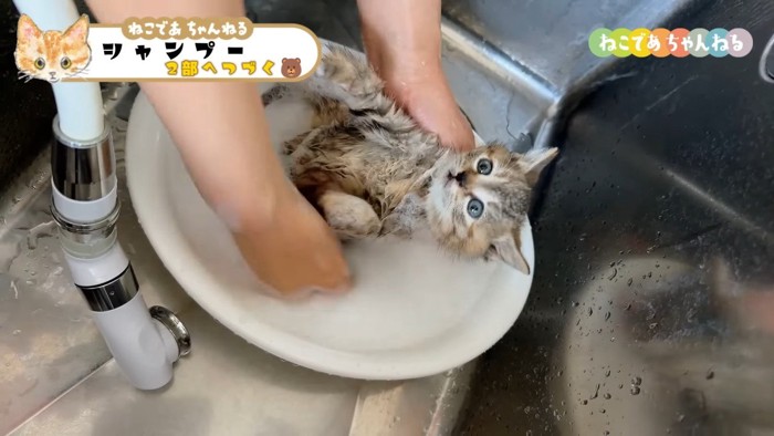 仰向けのキジトラ子猫