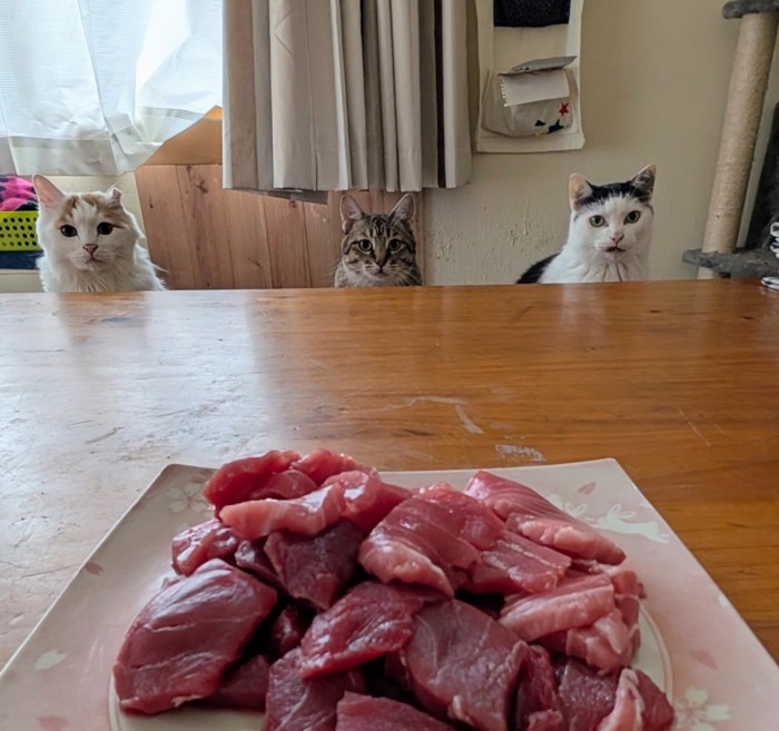 マグロの前に並ぶ猫